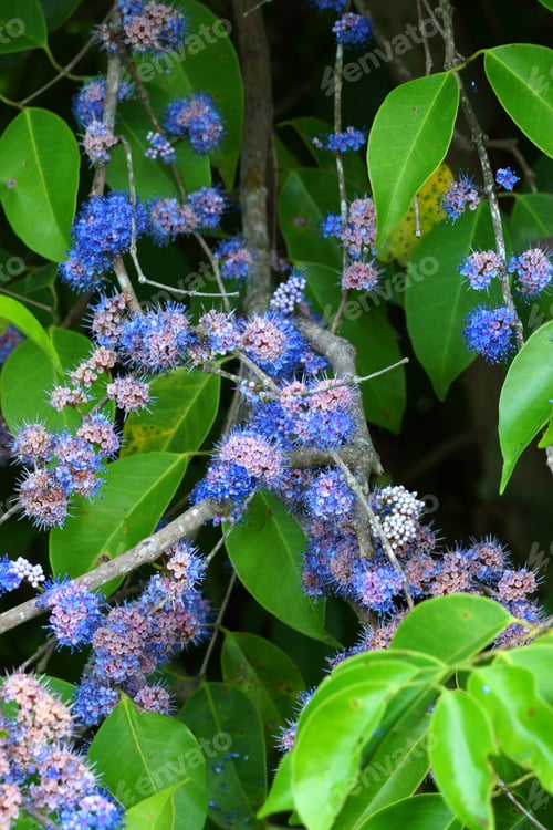 Preview: Blue Wild Flowers. (Memecylon Pauciflorum Blume)
