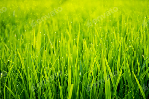 Preview: Rice Plant In Field With Drop Dew