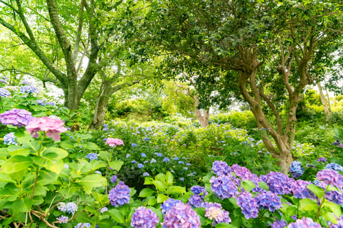 Preview: Hydrangea In Shimoda Park, Shimoda City, Shizuoka Prefecture