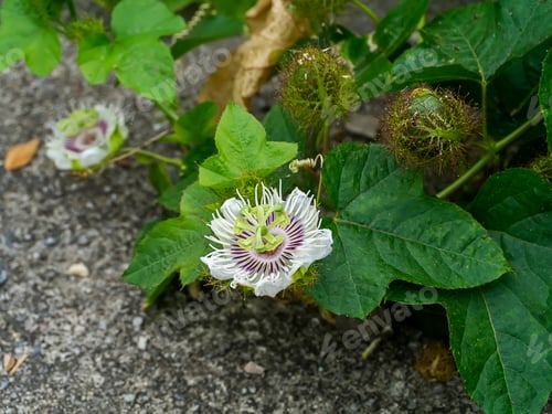 Preview: Fetid Passionflower, Scarletfruit Passionflower, Stinking Passionflower (Passiflora Foetida)