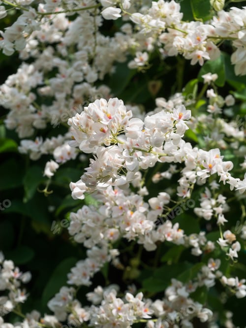 Preview: White Mexican Creeper In The Garden.