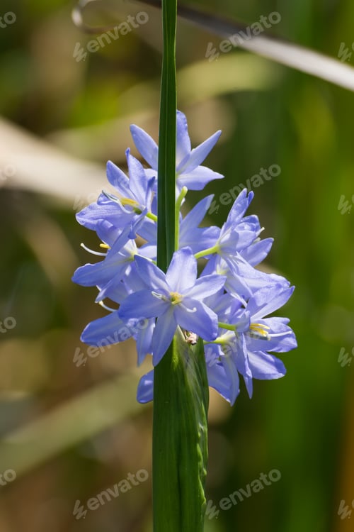 Preview: Purple Flower - Monochoria Elata Flower.