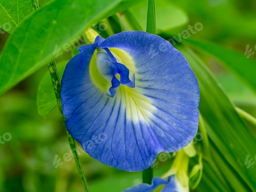 Preview: Blue Pea Or Butterfly Pea Flower. (Clitoria Ternatea)