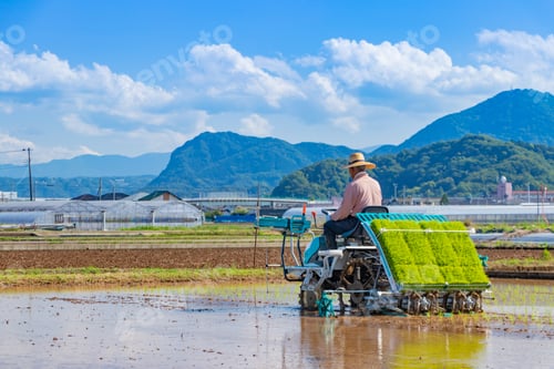 Preview: Rice Planting Work In Early Summer