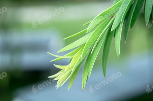 Preview: Soft Focus Weeping Bottle Brush Leaves On Blur Background. (Callistemon Viminalis)