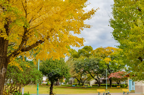 Preview: Ginkgo Autumn Leaves Colored Yellow