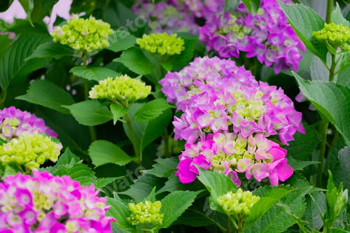Preview: Hydrangea In Early Summer
