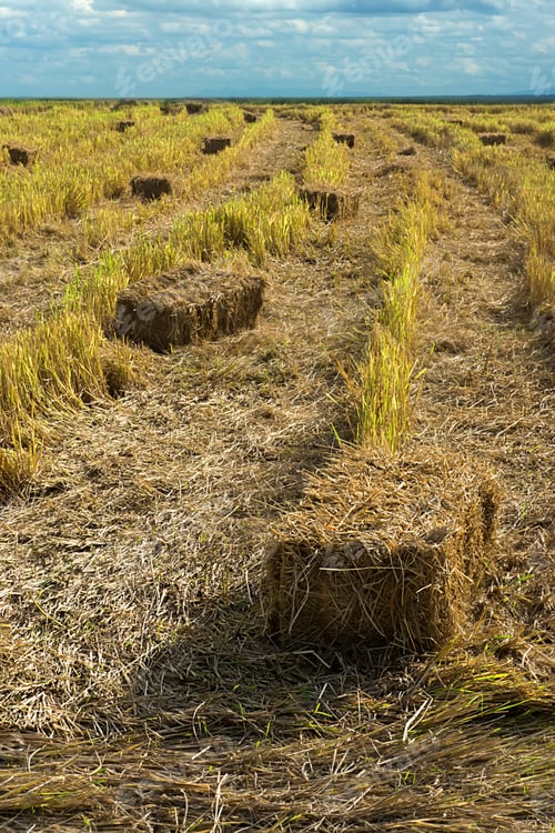 Preview: Straw For Animals In The Field.