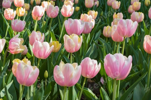 Preview: Colorful Tulips At Yokohama Park