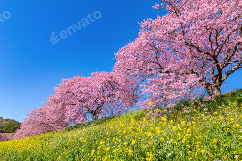Preview: Kawazu Cherry Blossoms In Minamiizu-Cho, Kamo-Gun, Shizuoka Prefecture