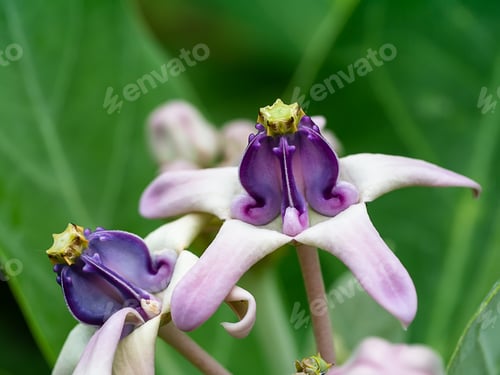 Preview: Close Up Of Violet Crown Flower Or Calotropis Gigantea.