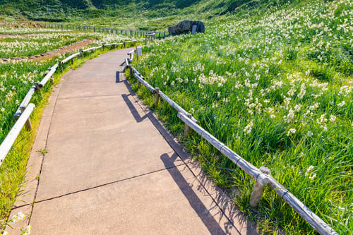 Preview: Wild Narcissus Community And Red Aloe Flowers In Tsumekizaki, Shimoda City, Shizuoka Prefecture