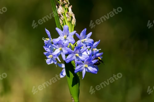 Preview: Light Purple Flowers Of Monochoria Elata Ridl.