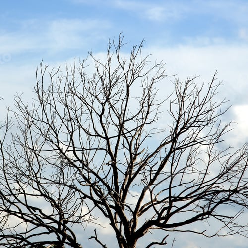 Preview: Silhouettes Dead Trees. Sky Background.