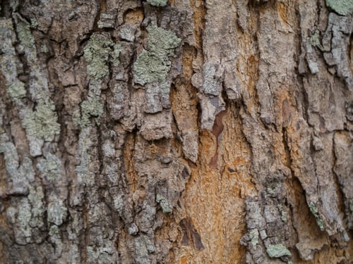Preview: The Bark Of Broad Leaf Mahogany