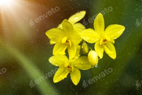 Preview: Yellow Ground Orchid Flower.