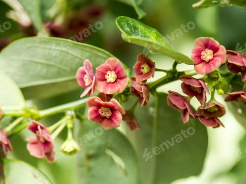 Preview: Star Gooseberry Flower.