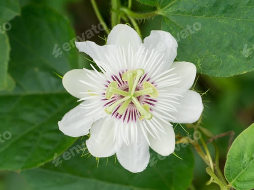 Preview: Close Up Of Fetid Passionflower Or Scarletfruit Passionflower. (Passiflora Foetida)