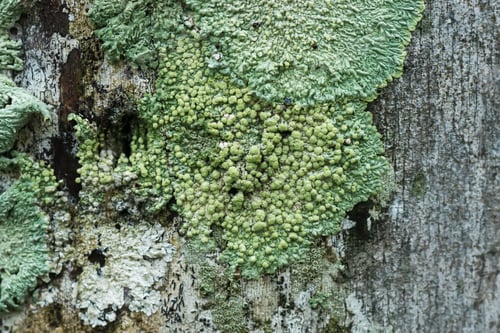 Preview: Lichens Are Symbiotic Fungi. They Are Able To Grow On The Tree.
