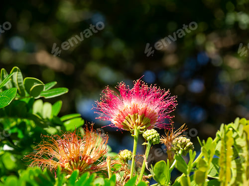 Preview: Close Up Flower Of Rain Tree Or East Indian Walnut With Blur Background. (Scientific Name Samanea