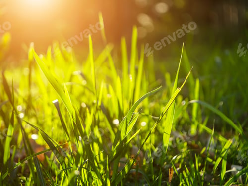 Preview: Grass Regenerate In The Garden With Sunlight.