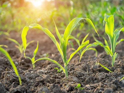 Preview: Young Corn Plants In Agricultural Plots With Sunlight