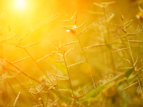 Preview: Grass In The Summer And Sunlight.
