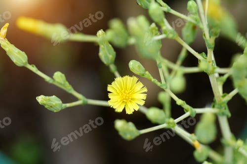 Preview: Yellow Flower Of Cos Romaine Lettuce. (Lactuce Sativa Longifolla)