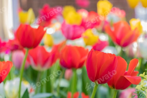 Preview: Colorful Tulips At Yokohama Park