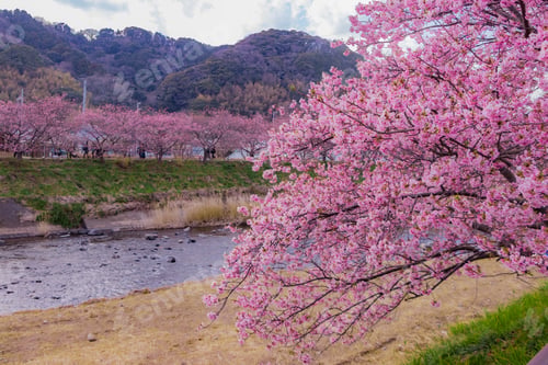 Preview: Beautiful Cherry Blossoms In Kawazu Town