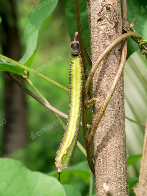 Preview: Winged Bean On Tree.