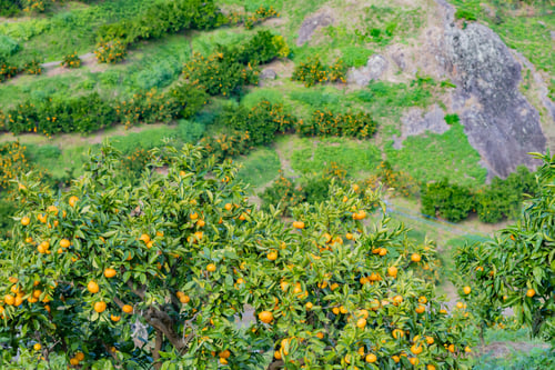 Preview: Mandarin Orange Plantation
