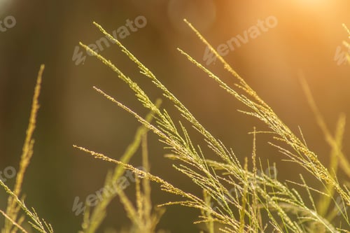 Preview: Close Up Flower Grass With Sunlight In Vintage Color.