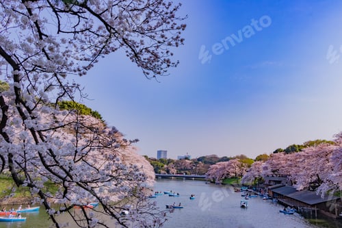 Preview: Cherry Blossoms At Tokyo Chidorigafuchi