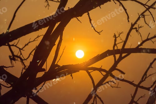 Preview: Silhouette Tree Branch With Floating Dust And Sun.