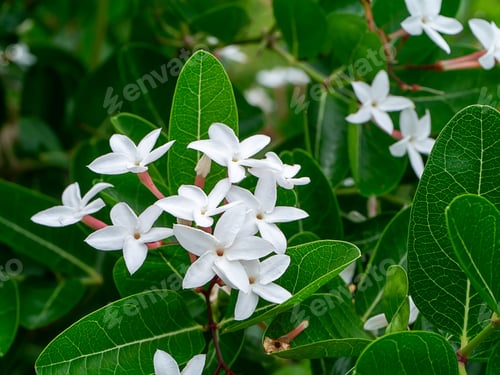 Preview: Close Up Of Carunda, Christ'S Thorn (Carissa Carandas) Flower.