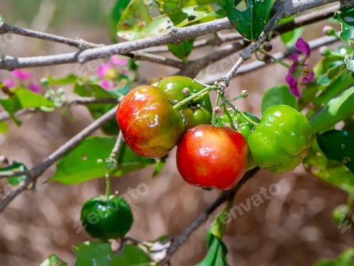 Preview: Close Up Acerola Cherry, Barbados Cherry Or West Indian Cherry On Branch. (Scientific Name Prunus