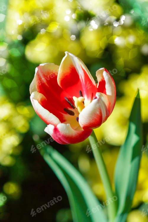 Preview: Tulips Are Blooming In The Garden.