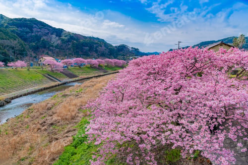 Preview: Kawazu Sakura In Minamiizu-Cho, Kamo-Gun, Shizuoka Prefecture