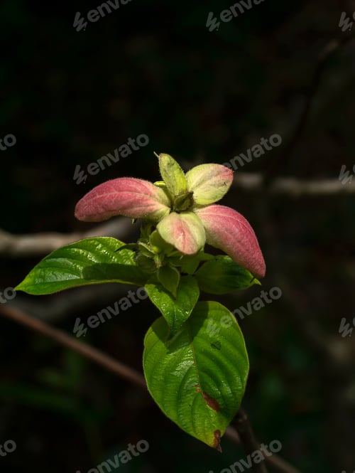 Preview: Close Up Dond Flower (Scientific Name Mussaenda Spp.) With Dark Background