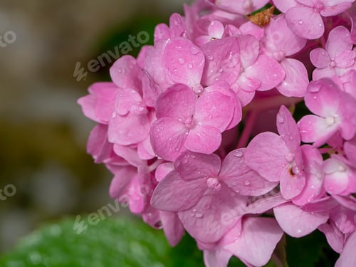 Preview: Macro Image, Close Up Pink Hydrangea Flower With Water Drop.