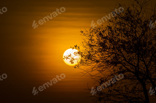 Preview: The Silhouette Of A Tree In A Lake With Sun.