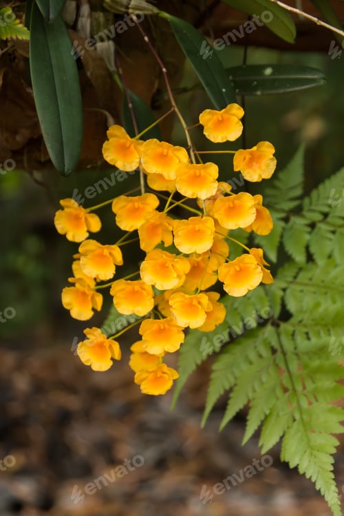 Preview: Yellow Orchid, Honey Fragrant Orchids