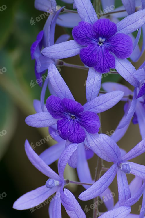 Preview: Violet Petrea Flowers On Tree.