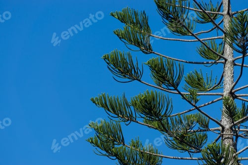 Preview: Norfolk Island Pine Leaves With Blue Sky. (Araucaria Cookii Tree)