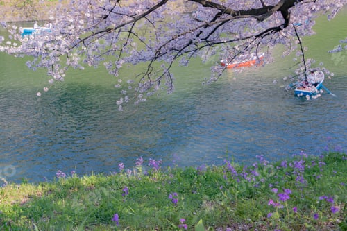 Preview: Cherry Blossoms At Tokyo Chidorigafuchi