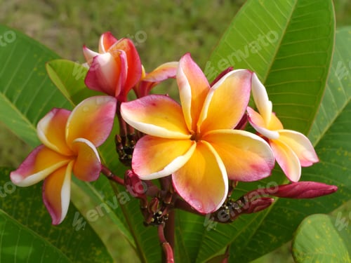 Preview: Frangipani Flower On The Tree.