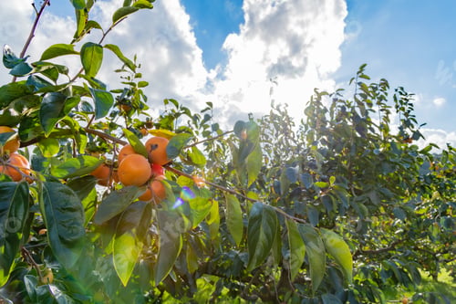 Preview: Autumn Persimmon Farm
