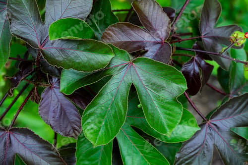 Preview: Close Up Of Castor Plant. (Scientific Name Ricinus Communis)
