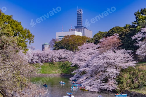 Preview: Cherry Blossoms At Tokyo Chidorigafuchi